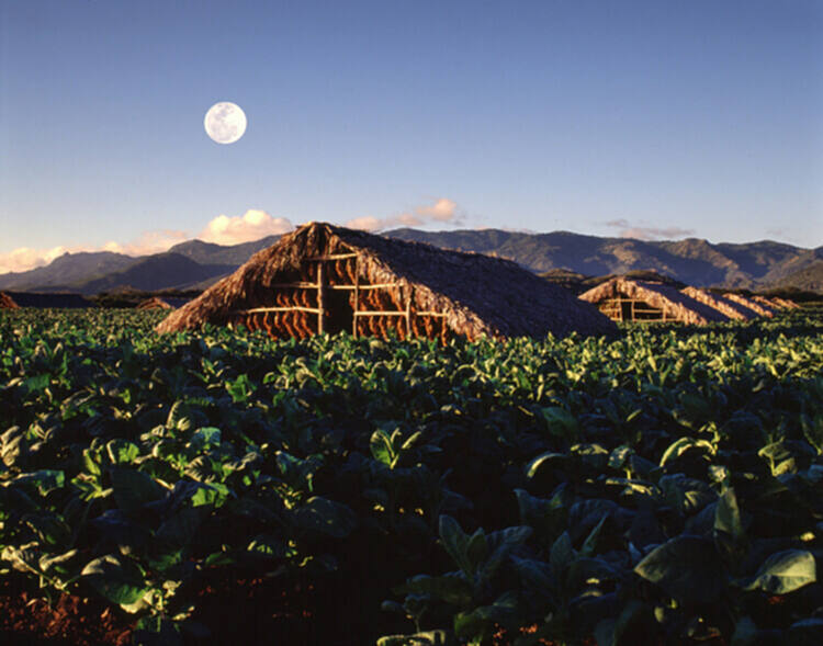 2020威尼斯双年展多米尼加馆，重新认识与自然的联系 - 10 的图像 10