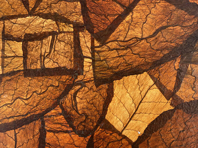 2020威尼斯双年展多米尼加馆，重新认识与自然的联系 - 7 的图像 10