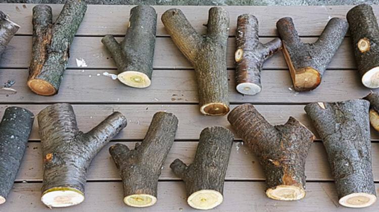 拓展天然木材的建筑前景 - 7 的图像 11