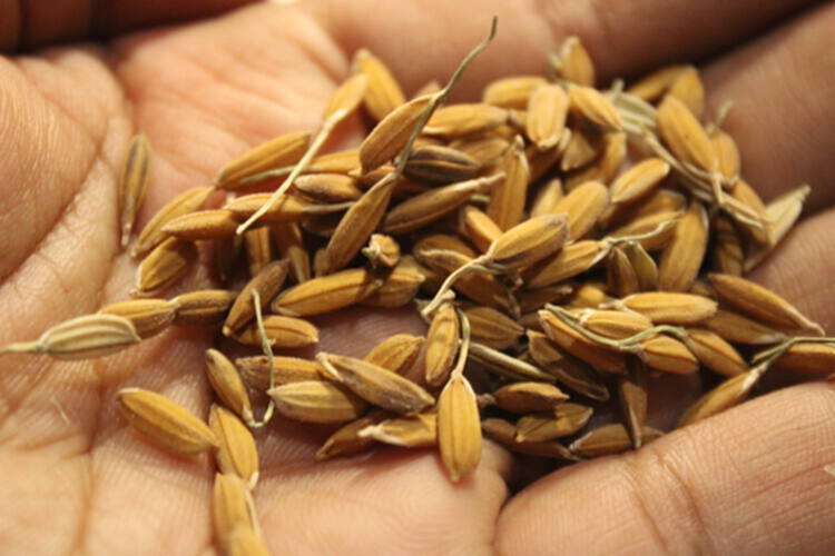 Willow Technologies 新材料研究：农副产品制作而成的建筑材料 - 14 的图像 14