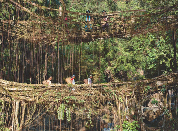 如何理解并应用建筑中的再野生化？ - 2 的图像 9